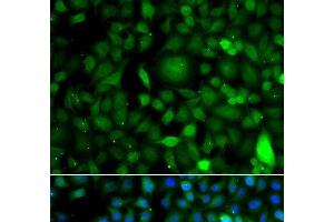 Immunofluorescence analysis of A549 cells using DPF1 Polyclonal Antibody (DPF1 antibody)