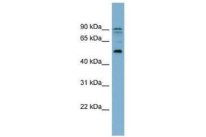 ZNF662 antibody used at 0. (ZNF662 antibody  (Middle Region))