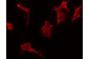 ABIN6275349 staining A549 by IF/ICC. (PEX14 antibody  (Internal Region))