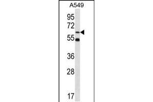 Western blot analysis in A549 cell line lysates (35ug/lane). (ZNF248 antibody  (AA 276-304))