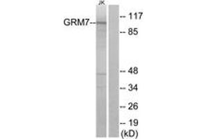 Western blot analysis of extracts from Jurkat cells, using GRM7 Antibody. (GRM7 antibody  (AA 351-400))