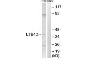 Western blot analysis of extracts from HT-29 cells, using PTGR1 Antibody. (PTGR1 antibody  (AA 75-124))