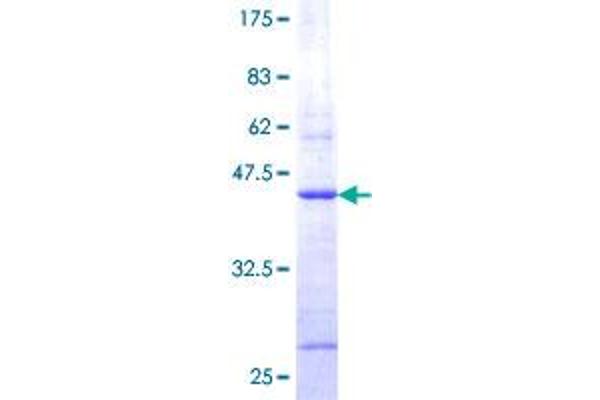 COX5B Protein (AA 1-129) (GST tag)