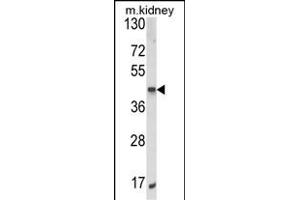 Western blot analysis of ALKBH3 Antibody (C-term) (ABIN652626 and ABIN2842418) in mouse kidney tissue lysates (35 μg/lane). (ALKBH3 antibody  (C-Term))