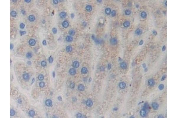 RNASE3 antibody  (AA 33-155)