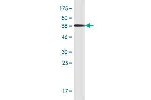 Western Blot detection against Immunogen (66. (ADH5 antibody  (AA 1-374))