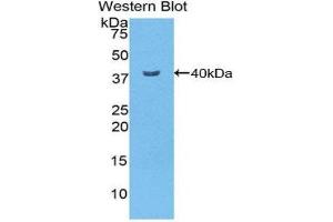 Western Blotting (WB) image for anti-Nuclear Factor kappa B (NFkB) (AA 40-365) antibody (ABIN3206001) (NFkB antibody  (AA 40-365))
