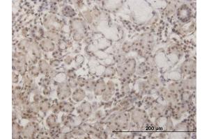 Immunoperoxidase of monoclonal antibody to GSC on formalin-fixed paraffin-embedded human salivary gland. (GSC antibody  (AA 78-186))