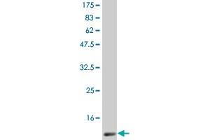 Western Blot detection against Immunogen (14 KDa) . (GM-CSF antibody  (AA 17-144))
