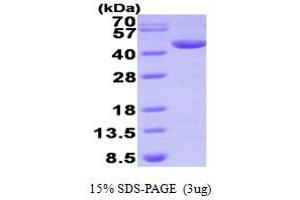 SDS-PAGE (SDS) image for Deoxyhypusine Synthase (DHPS) (AA 1-369) protein (His tag) (ABIN666957)