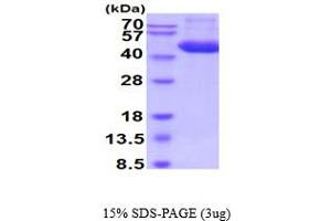 SDS-PAGE (SDS) image for Cathepsin D (CTSD) (AA 21-410) (Active) protein (His tag) (ABIN5854767)