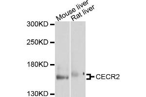 CECR2 anticorps