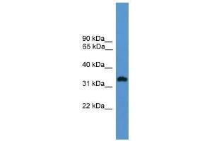 Western Blot showing OR1L8 antibody used at a concentration of 1. (OR1L8 antibody  (C-Term))
