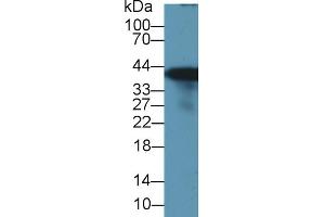 Western blot analysis of Rat Liver lysate, using Rat GS Antibody (1 µg/ml) and HRP-conjugated Goat Anti-Rabbit antibody (