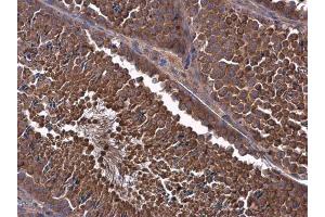 IHC-P Image MCL1 antibody detects MCL1 protein at cytoplasm in mouse testis by immunohistochemical analysis. (MCL-1 antibody  (Center))