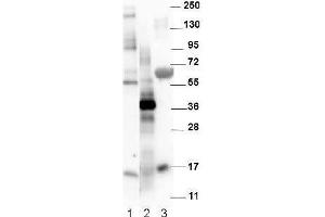 Western blot using  affinity purified anti-Mouse NAG-1/GDF15 antibody. (GDF15 antibody)