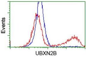 Image no. 2 for anti-UBX Domain Protein 2B (UBXN2B) antibody (ABIN1501660) (UBXN2B antibody)