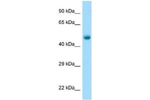 WB Suggested Anti-Tubb2a Antibody Titration: 1. (TUBB2A antibody  (C-Term))