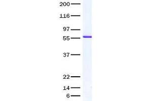Validation with Western Blot (MMP2 Protein (Transcript Variant 1))