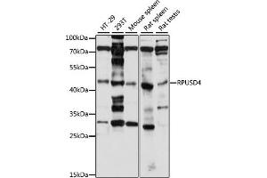 Western blot analysis of extracts of various cell lines, using RPUSD4 antibody (ABIN7270108) at 1:1000 dilution. (RPUSD4 antibody  (AA 1-377))