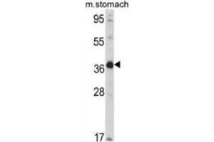Western blot analysis of NAGK (arrow) in mouse stomach tissue lysates (35ug/lane) using NAGK  Antibody (C-term). (NAGK antibody  (C-Term))