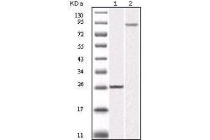 Western Blot showing IKBKB antibody used against truncated IKBKB recombinant protein (1) and K562 cell lysate (2).