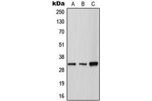 Western blot analysis of Tryptase gamma expression in A549 (A), SP2/0 (B), H9C2 (C) whole cell lysates.