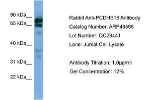 WB Suggested Anti-PCDHB16  Antibody Titration: 0. (PCDHB16 antibody  (Middle Region))