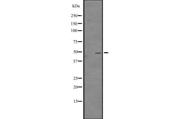 CREB3L3 antibody  (Internal Region)