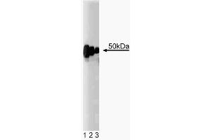 Western blot analysis of Carboxypeptidase E on rat brain lysate (First Panel). (CPE antibody  (AA 49-200))