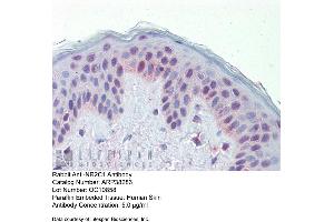 Immunohistochemistry with Human Skin lysate tissue at an antibody concentration of 5. (NR2C1 antibody  (N-Term))