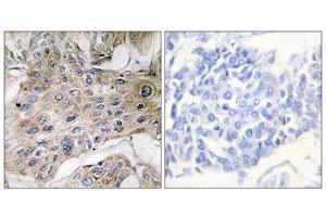 Immunohistochemistry (IHC) image for anti-COX7S/A2 (N-Term) antibody (ABIN1850330) (COX7S/A2 (N-Term) antibody)