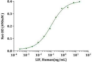 LIF, Human stimulates cell proliferation of TF-1 cells. (LIF Protein (AA 23-202))