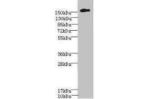Western blot All lanes: CSPG4 antibody at 2. (NG2 antibody  (AA 1950-2210))