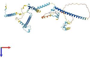AlphaFold protein structure predicition of Human Recombinant CCDC174 Protein, UniprotID Q6PII3 (CCDC174 Protein (AA 1-467) (His tag))