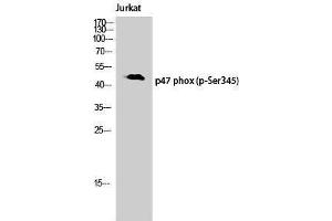 Western Blotting (WB) image for anti-Neutrophil Cytosol Factor 1 (NCF1) (pSer345) antibody (ABIN3173338) (NCF1 antibody  (pSer345))