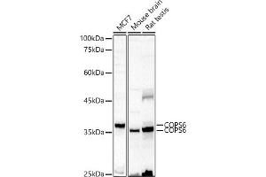 COPS6 antibody  (AA 58-327)