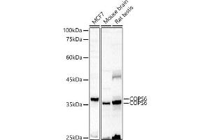 Western blot analysis of extracts of various cell lines, using COPS6 antibody (ABIN6130710, ABIN6138885, ABIN6138886 and ABIN6222868) at 1:500 dilution. (COPS6 antibody  (AA 58-327))