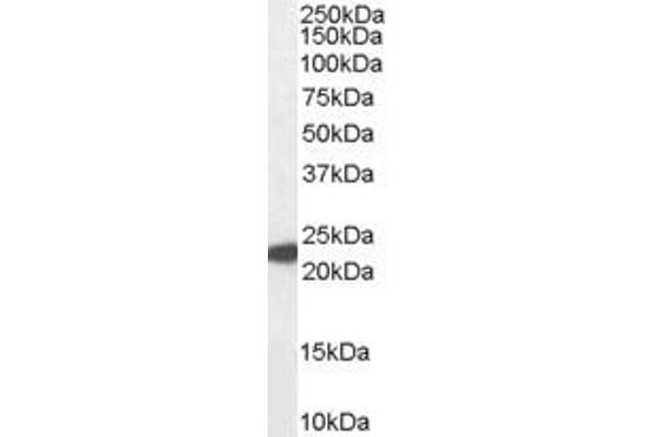 Glutathione Peroxidase 1 antibody  (Internal Region)