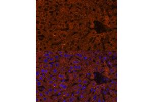 Immunofluorescence analysis of mouse liver using HMGCS2 Polyclonal Antibody (ABIN7265329) at dilution of 1:100 (40x lens). (HMGCS2 antibody  (AA 269-508))