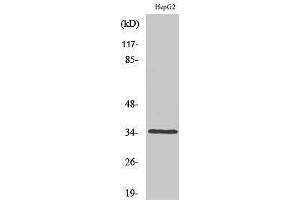 Western Blotting (WB) image for anti-Caspase 6, Apoptosis-Related Cysteine Peptidase (CASP6) (Ser1981) antibody (ABIN3183669) (Caspase 6 antibody  (Ser1981))