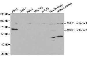 Western blot analysis of extracts of various cell lines, using ASH2L antibody (ABIN5973125) at 1/1000 dilution. (ASH2L antibody)