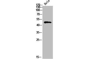 Tbpl2 antibody  (Internal Region)