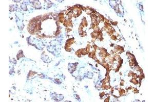 Formalin-fixed, paraffin-embedded rat pancreas stained with TNF alpha antibody.