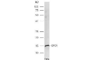 Hela lysates probed with CFC1 Polyclonal Antibody, Unconjugated  at 1:300 dilution and 4˚C overnight incubation.