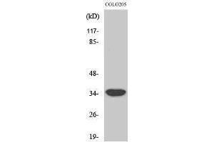 Western Blotting (WB) image for anti-Mitochondrial Ribosomal Protein L4 (MRPL4) (Internal Region) antibody (ABIN3176110) (MRPL4 antibody  (Internal Region))