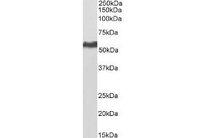 Biotinylated ABIN5539841 (0. (KPNA2 antibody  (C-Term) (Biotin))