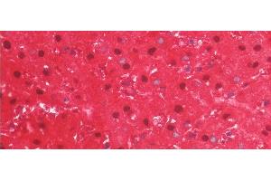 Detection of ARG in Human Liver Tissue using Monoclonal Antibody to Arginase (ARG) (ARG antibody  (AA 1-322))
