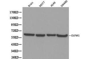 Western Blotting (WB) image for anti-Olfactomedin 1 (OLFM1) antibody (ABIN1874002) (Olfactomedin 1 antibody)