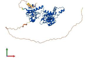 AlphaFold protein structure predicition of Mouse Recombinant Ctbp2 Protein, UniprotID P56546